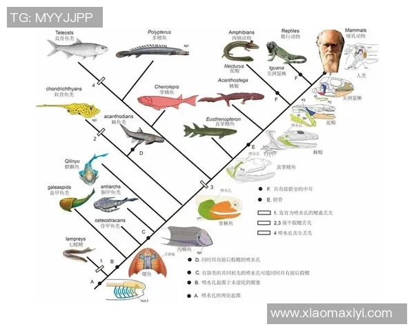 探索菲鱼的神秘世界揭示其独特生态与文化价值的深度研究